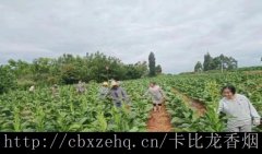 奶油味卡比龙小雪茄购卖